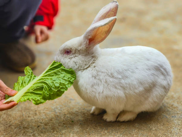 Can Rabbits Eat Broccoli Stalks?