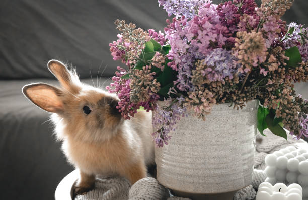 Do Rabbits Eat Hydrangeas?