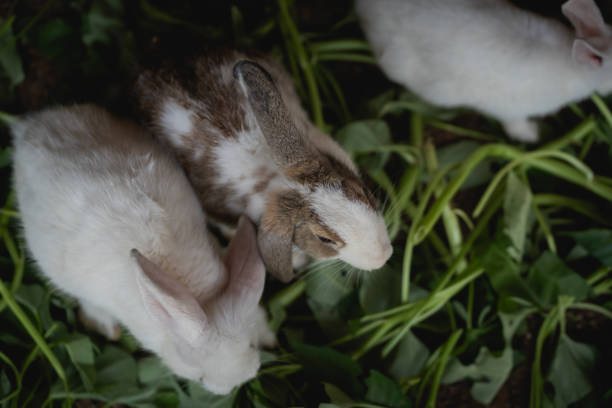 Can Rabbits Eat Catnip?