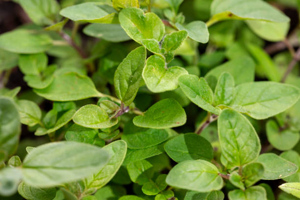 Can Rabbits Eat Italian Oregano?