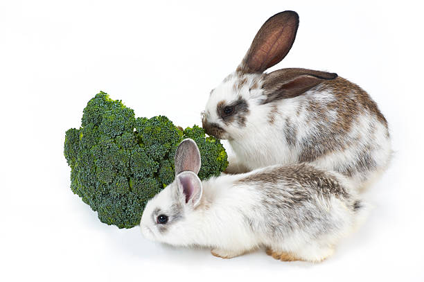 Can Rabbits Eat Broccoli Stalks?