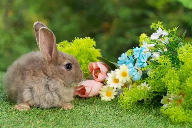 Do Rabbits Eat Phlox?