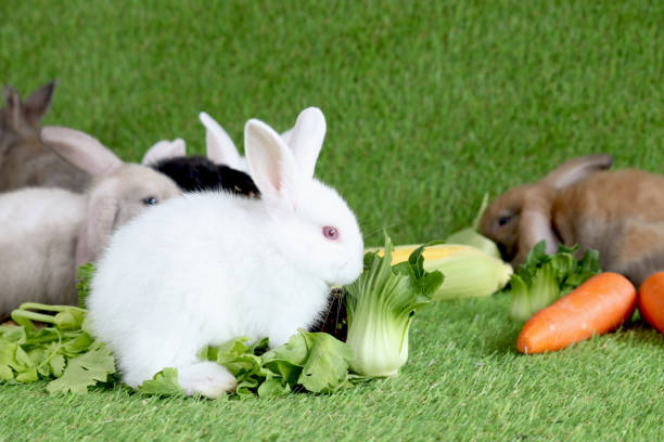 Can Rabbits Eat Broccoli Stalks?