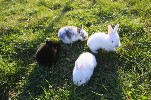 Do Rabbits Eat Phlox?