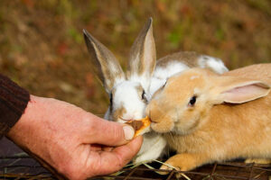 Can Rabbit Eat Biscuits?