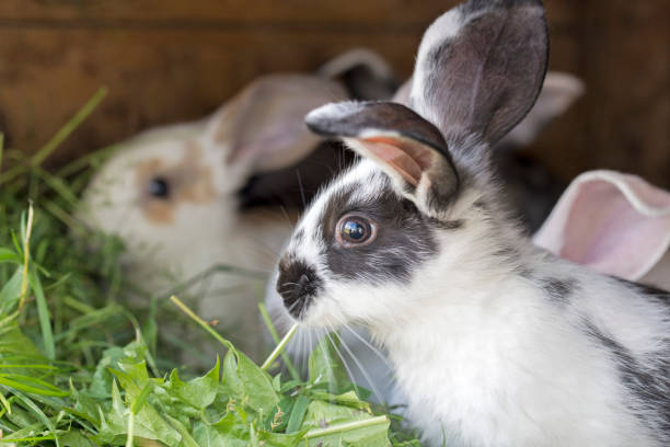 Can Rabbits Eat Catnip?