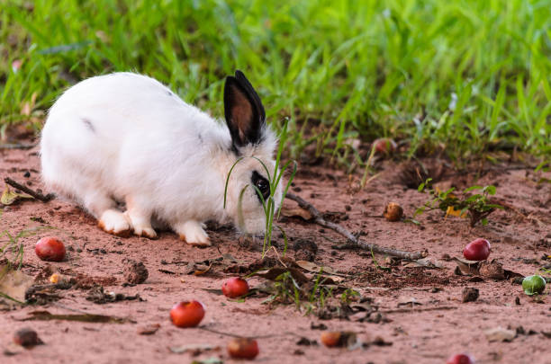 Can Rabbits Eat Beets?