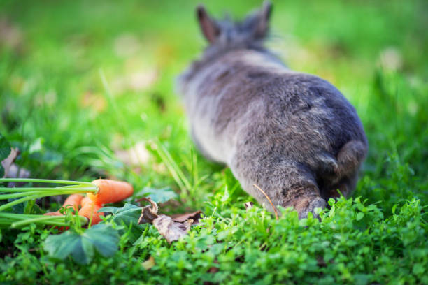 Can Rabbits Eat Beet Greens?