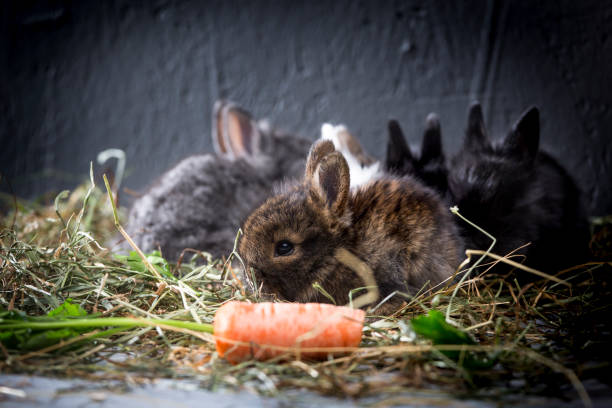 Can Rabbits Eat Beets?