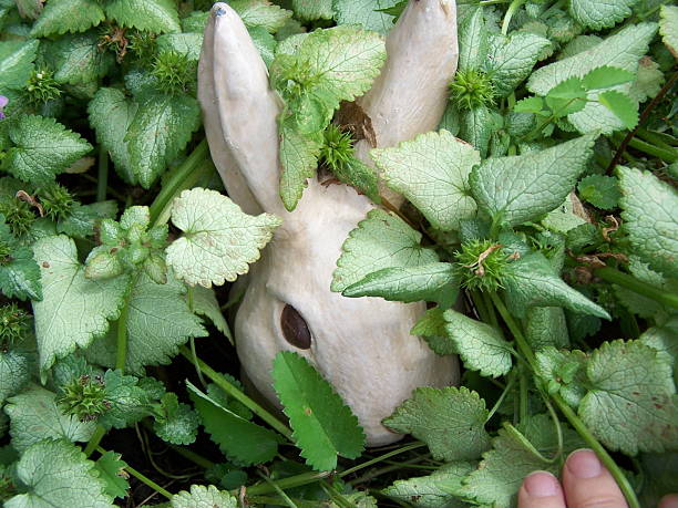 Can Rabbits Eat Italian Oregano?