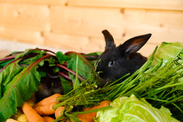 Should Rabbits Eat Cabbage?