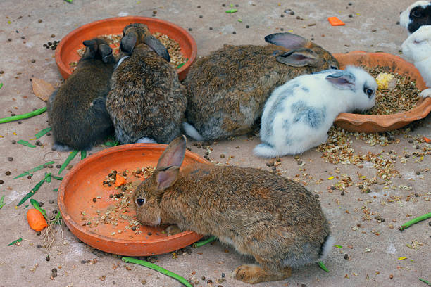 Can Rabbits Eat Orange Peels?