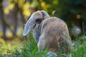 What Can Holland Lop Bunnies Eat?