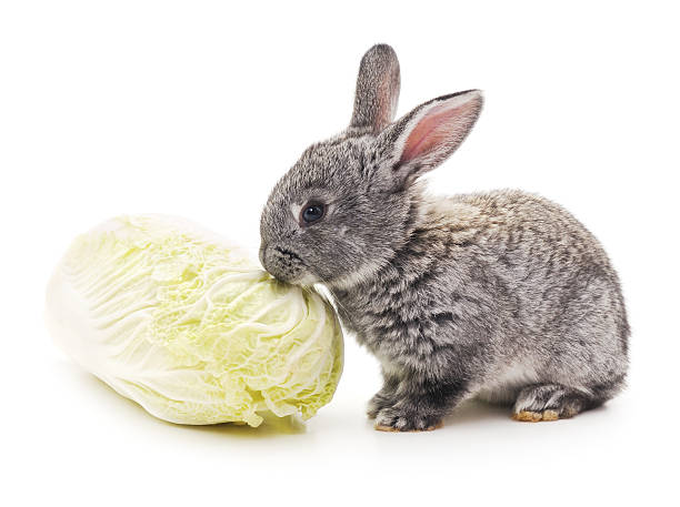 Should Rabbits Eat Cabbage?