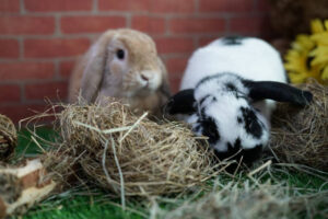 What Can Holland Lop Bunnies Eat?