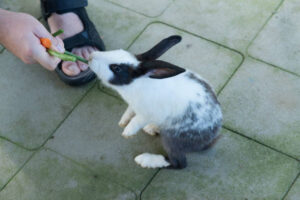 Can Rabbits Eat Dill?