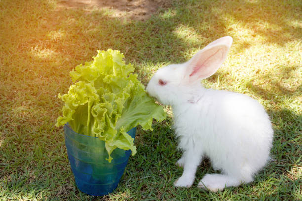 Should Rabbits Eat Cabbage?