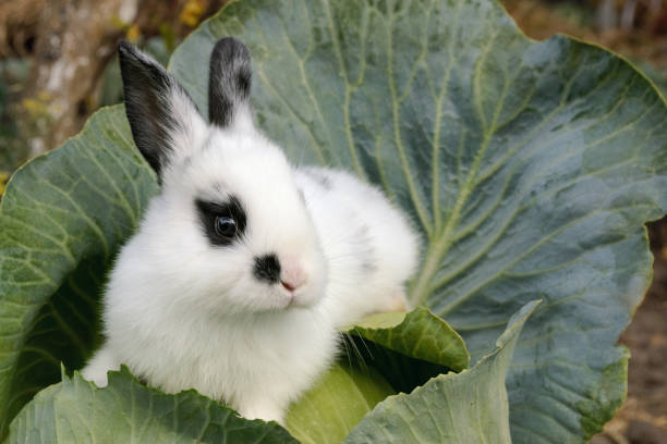 Should Rabbits Eat Cabbage?