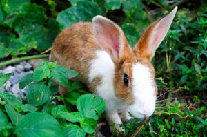 Can Rabbits Eat Mint Leaves?