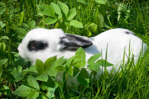 Can Rabbits Eat Mint Leaves?