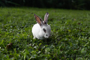 What Can A Lionhead Rabbit Eat?