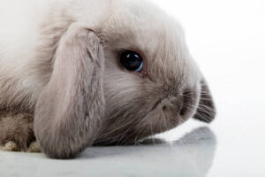 What Can Holland Lop Bunnies Eat?