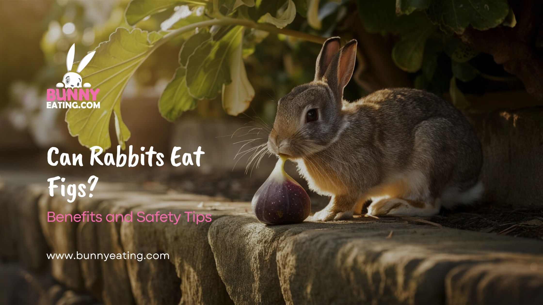 Can Rabbits Eat Figs?