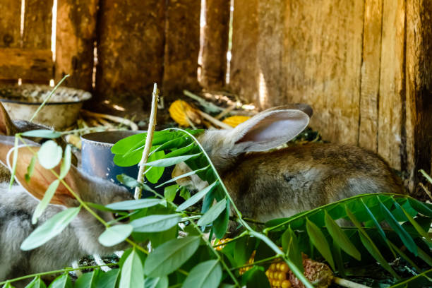 Do Rabbits Eat Ferns?