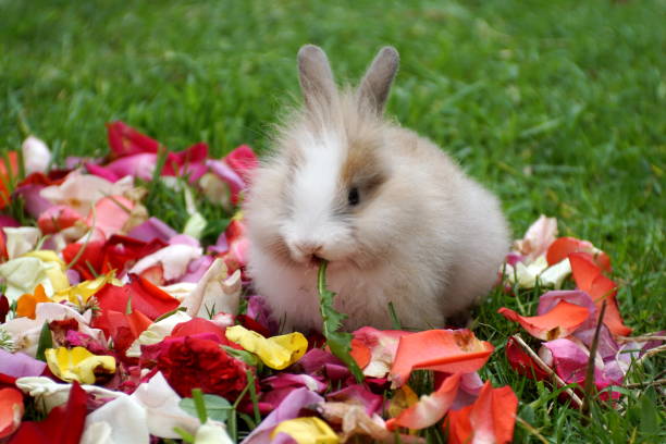 Does Rabbits Eat Dianthus?