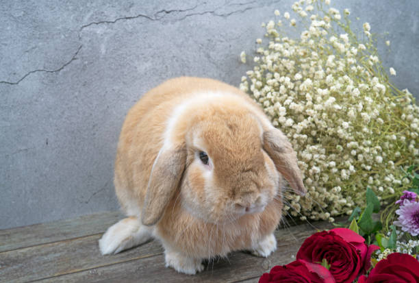 Does Rabbits Eat Dianthus?