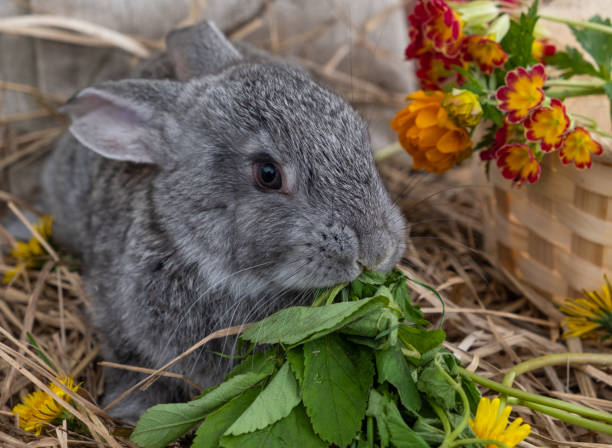 Does Rabbits Eat Dianthus?