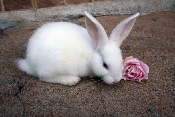 Can Rabbits Eat Rose Petals?