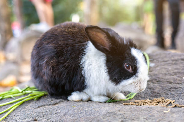 Can Rabbits Eat Raw String Beans?