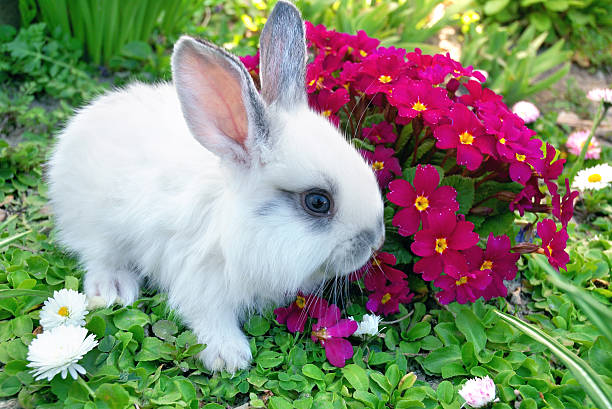 Does Rabbits Eat Dianthus?