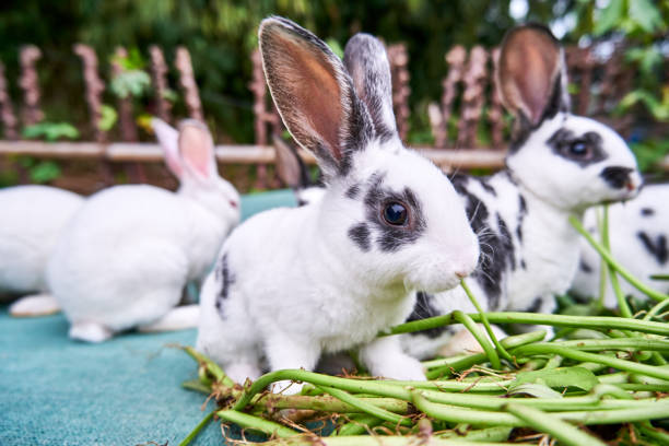 Can Rabbits Eat Raw String Beans?