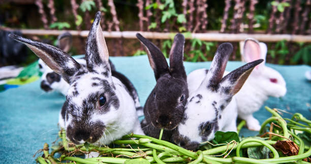 Can Rabbits Eat Raw String Beans?