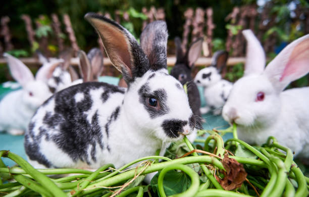 Can Rabbits Eat Raw String Beans?