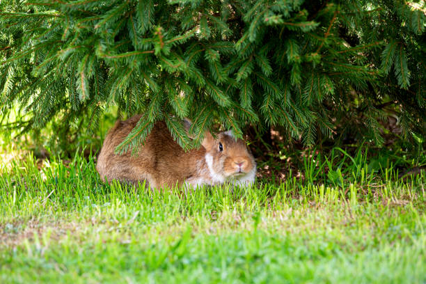 Do Rabbits Eat Ferns?