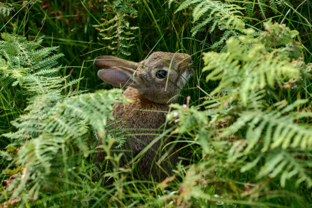 Do Rabbits Eat Ferns?