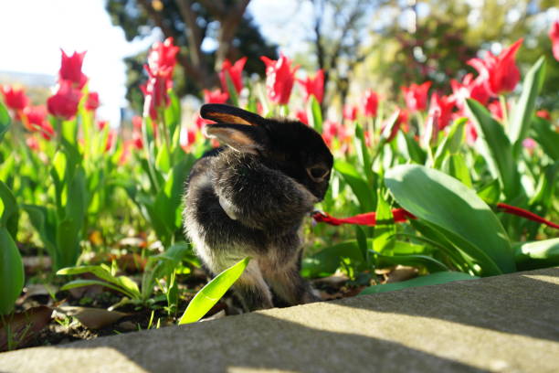 Does Rabbits Eat Dianthus?