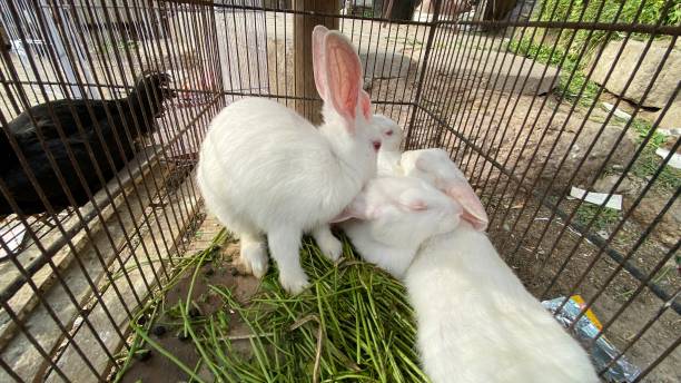 Can Rabbits Eat Raw String Beans?