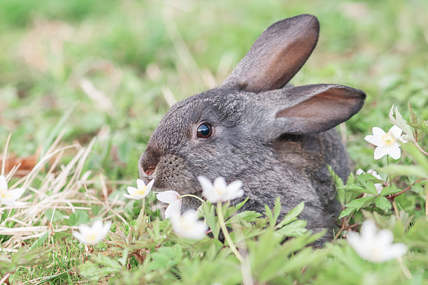 Does Rabbits Eat Dianthus?