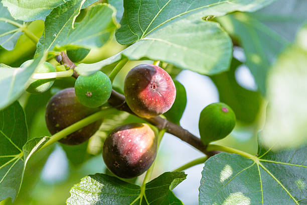 Can Rabbits Eat Figs?