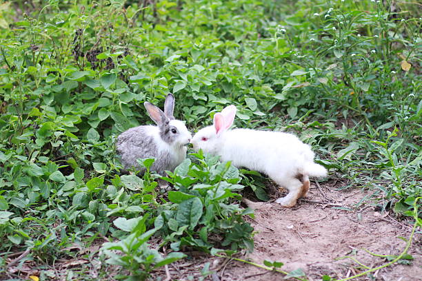 Can Rabbits Eat Raw String Beans?