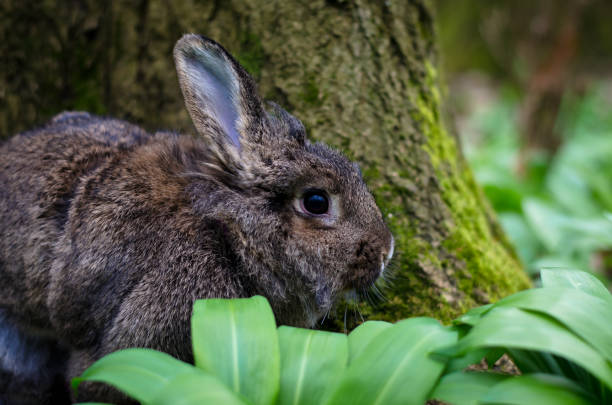 Do Rabbits Eat Ferns?