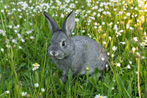 Does Rabbits Eat Dianthus?