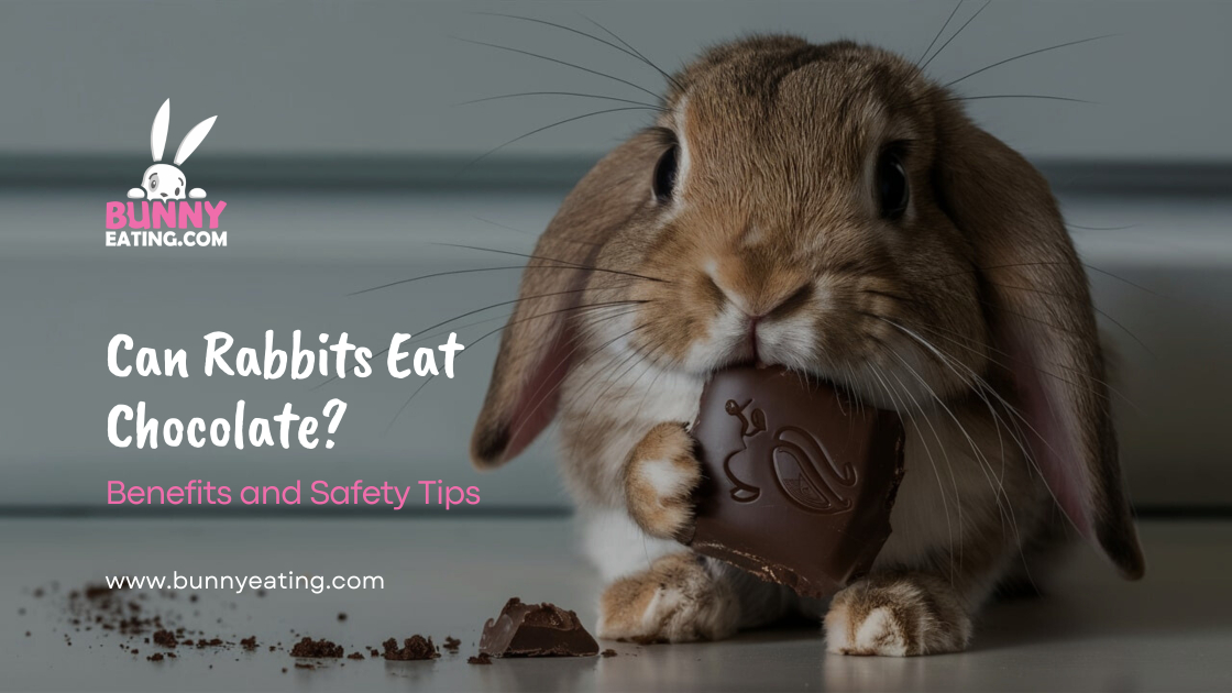 Can Rabbits Eat Chocolate?