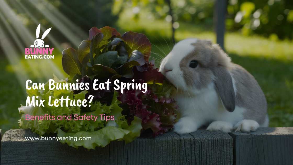 can-bunnies-eat-spring-mix-lettuce