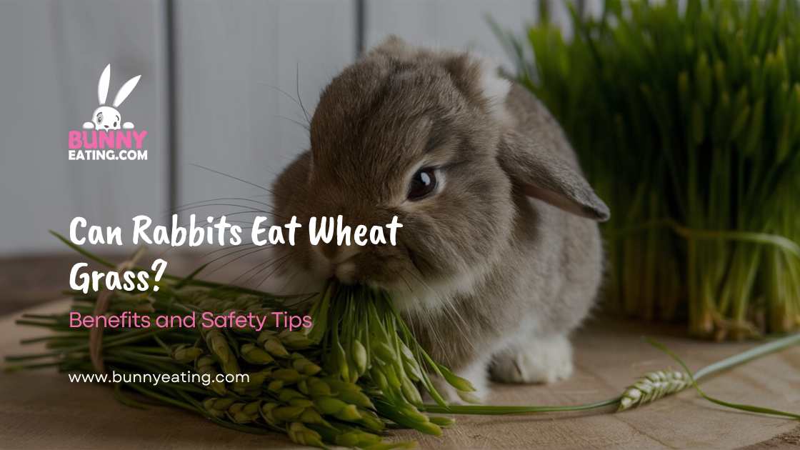 Can Rabbits Eat Wheat Grass?