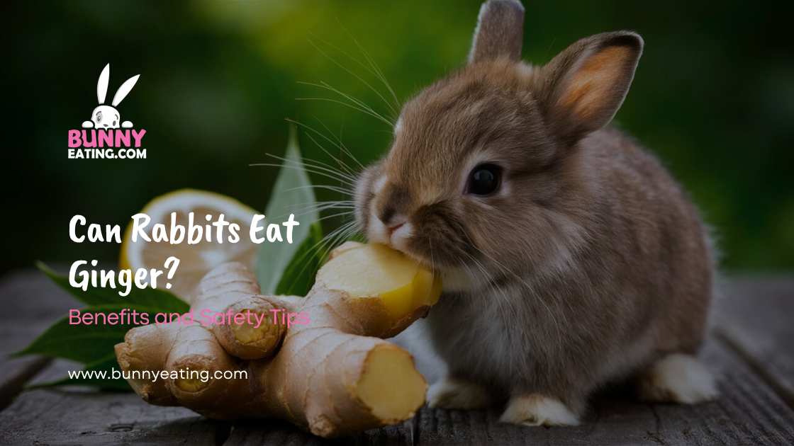 Can Rabbits Eat Ginger?